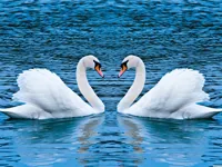 https://susarecipes.com/game/swans-slide